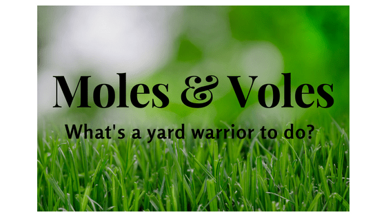 Moles & Voles